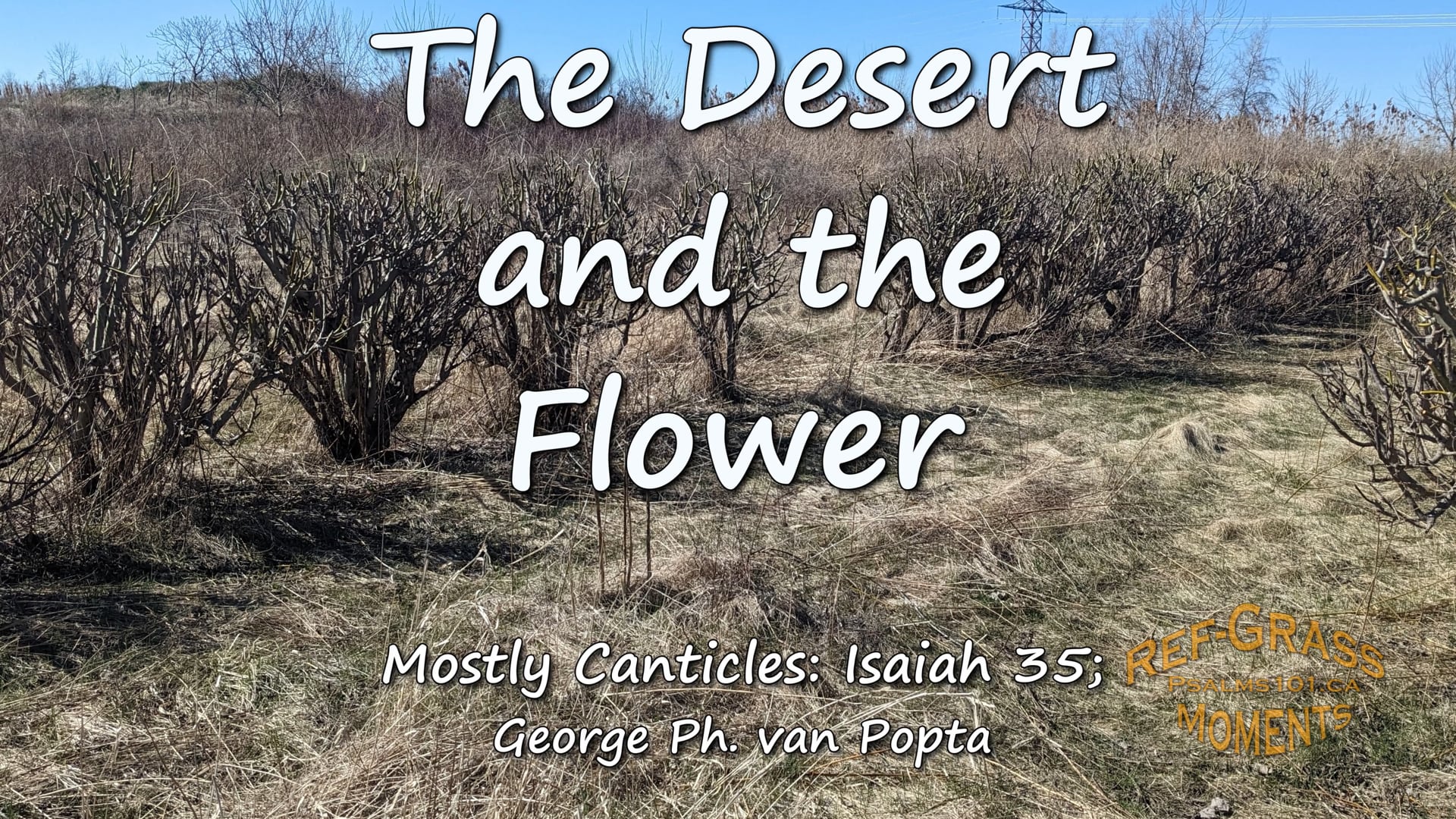 The Desert and the Flower